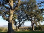 Prati a Bagno Vignoni (51kb)